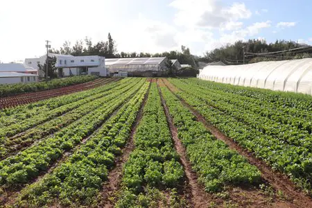 Wadson�s Farm Bermuda